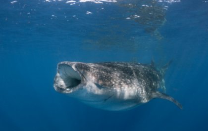 Der Walhai ist nicht nur der größte Fisch in unseren Meeren. Gleichzeitig arbeitet er auch wie der größte Filter, wenn er zur Nahrungs­auf­nahme Plankton und andere Kleinstlebewesen filtriert, indem er Wasser ansaugt.